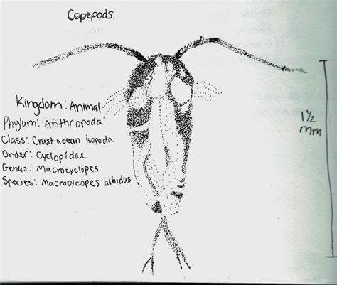 Copepoda