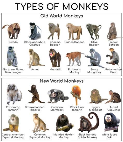 Chart of Old & New World Monkeys | Types of monkeys, Monkey breeds, Pet ...