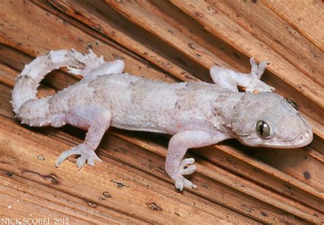 Tropical House Gecko | Hemidactylus mabouia March, 2012. Eve… | Flickr