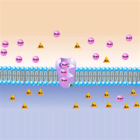 Sodium Potassium Pump Process