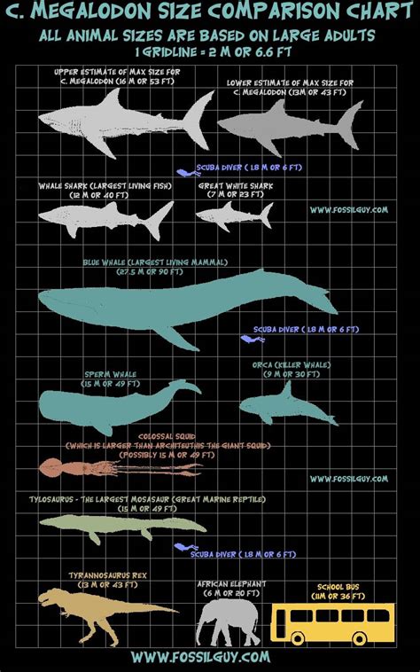 Worlds Largest Megalodon Shark