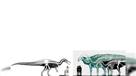 Suchomimus And Parasaurolophus Tubicen Size Comparison - YouTube