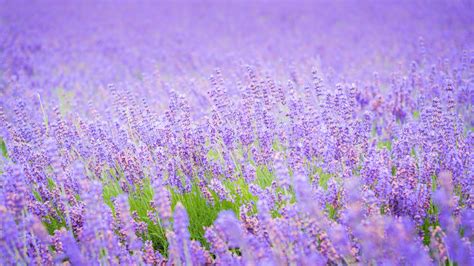 Download 1920x1080 Wallpaper Lavender Flowers, Purple Flower Field, Full Hd, Hdtv, Fhd, 1080p ...