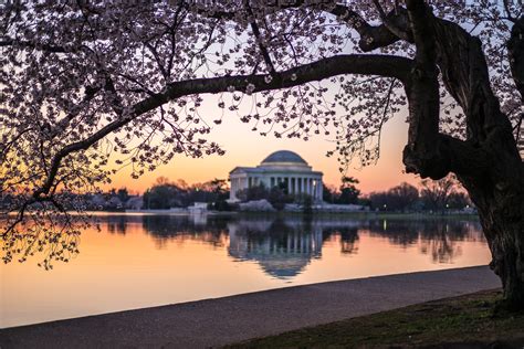 🔥 [50+] Washington DC Cherry Blossom Wallpapers | WallpaperSafari