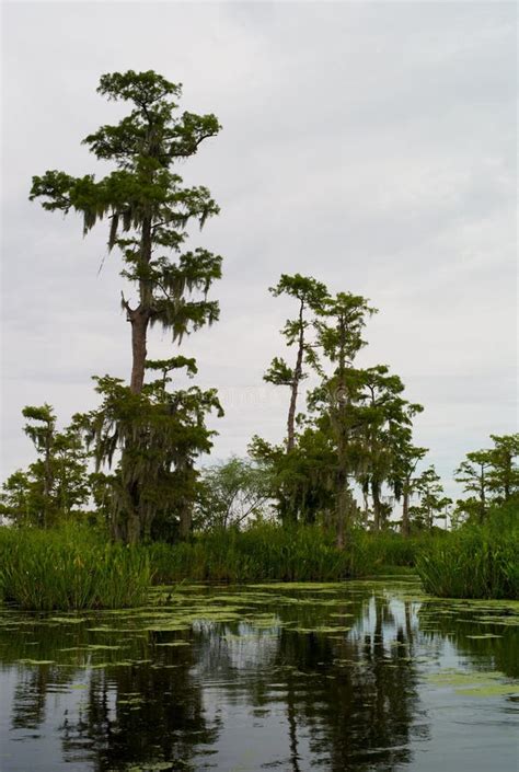 Louisiana Bayou, landscape stock image. Image of wild - 35293089