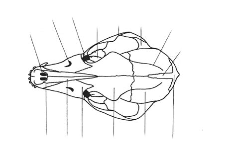 Musculoskeletal system Diagram | Quizlet