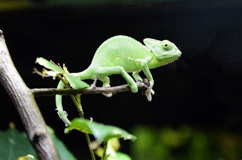 Baby Chameleon Care Tips - Complete Care Guide - Reptiles Guide