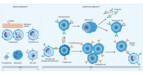 What are Innate and Adaptive Immunity? How are their Differences?- CUSABIO