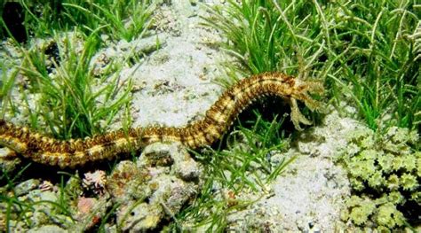 11. Synapta maculata feeding from seagrass leaves | Download Scientific Diagram