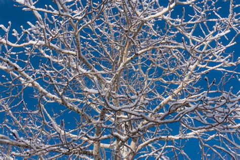 Snow Covered Winter Aspen Tree Stock Photo - Image of white, forest: 62708188