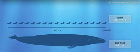 blue whale vs humans | Animals of the world, Large animals, Blue whale