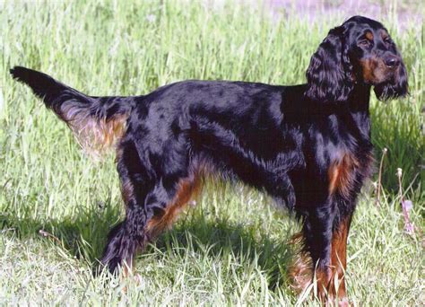 Gordon Setter Info, Temperament, Care, Training, Puppies, Pictures