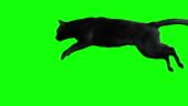 Black Cat Jumping Against Green Screen HD Stock Video - Download Video Clip Now - Domestic Cat ...