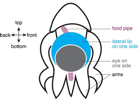 Newborn octopus neurons steadily march towards maturity from around the eyes into the brain ...