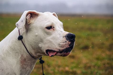 Dogo Argentino vs Cane Corso: Which breed is best for you? | PetsRadar