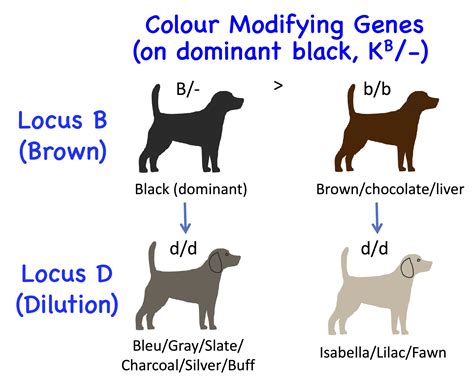 Dog Genetics 2.0: Colours | Laboratoire de génétique vétérinaire