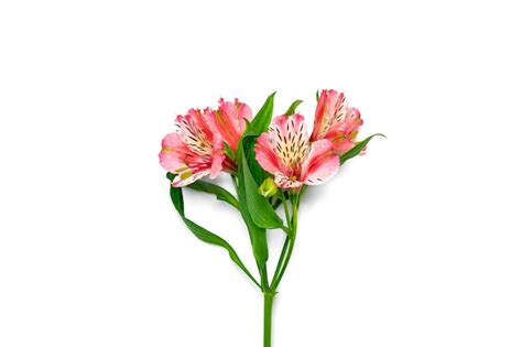 Premium Photo | Bouquet of alstroemeria flowers isolated on white