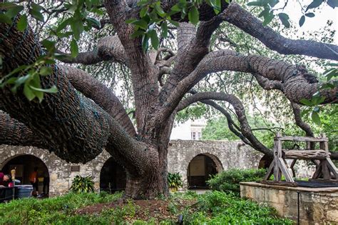 Guide To Visiting The Alamo, San Antonio Texas (& Its Yellow Rose)