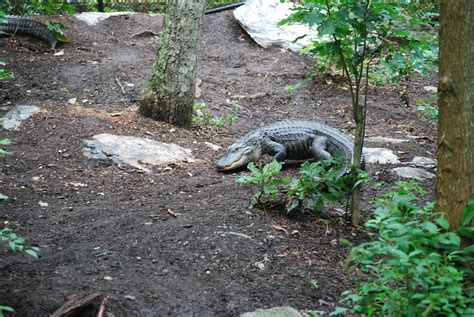 Asheboro Zoo | hsjr_cms | Flickr