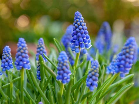 Grape hyacinth - planting and how to care for muscari