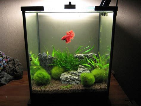 Betta Fish Tank Setup Ideas That Make A Statement | Betta fish tank, Betta aquarium, Tropical ...