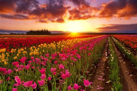 Vibrant Tulip Field at Sunset - HD Wallpaper