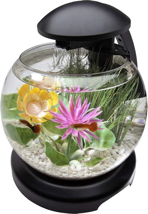 Best Fish Tanks for Kids 2020 - Get aquarium fish