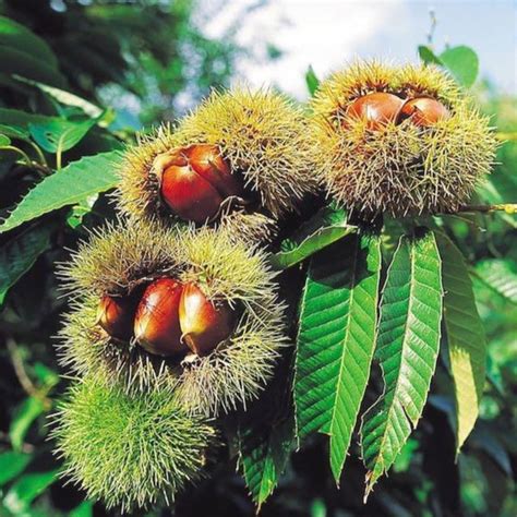 Chinese Chestnut Tree | Roasting Chestnuts | PlantingTree.com ...