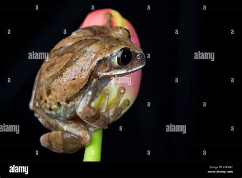 Brown Tree Frog Stock Photo - Alamy