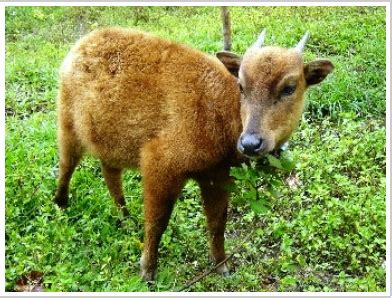 Riszky Nurseno: Morowali Nature Reserve, Central Sulawesi