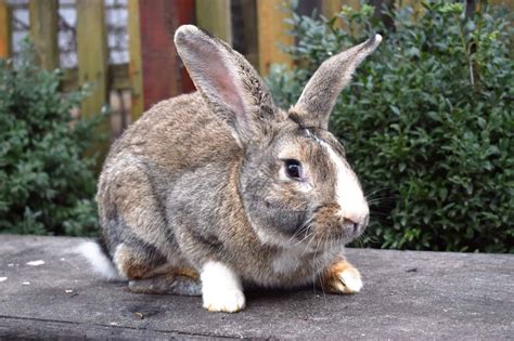 Flemish Giant Rabbits for Sale in the USA (2024): Our Top Picks!