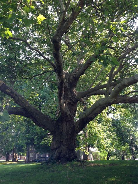 London Plane Tree | Trees of Reed