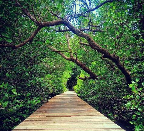 Daya Tarik Objek Wisata Hutan Mangrove Bali di Denpasar Bali – Tempat.org