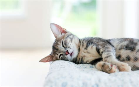 Catnapping - Cats Wallpaper (40538396) - Fanpop