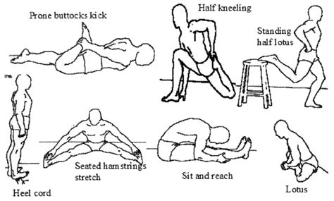 The seven static stretching exercises. | Download Scientific Diagram