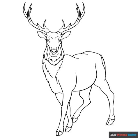 Elk Coloring Page | Easy Drawing Guides