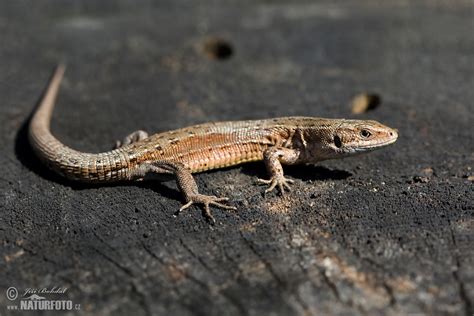 Viviparous Lizard Photos, Viviparous Lizard Images, Nature Wildlife ...