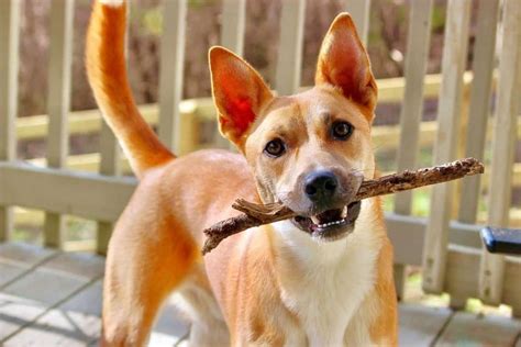 Carolina Dog German Shepherd Mix: Info, Pictures & Facts