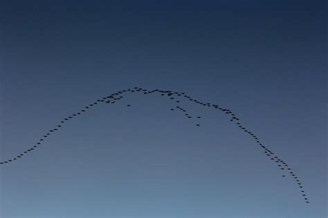 Birds Flying In Formation Photos, Download The BEST Free Birds Flying ...