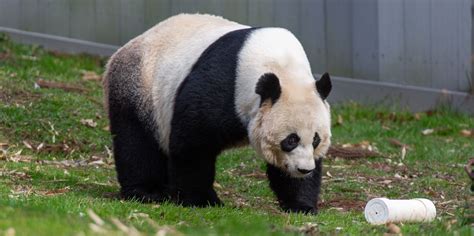 Giant Panda Update: From Bamboo Shoots to Training Chutes | Smithsonian ...