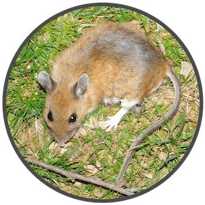 Ultimate Guide To The Best Mouse Traps And How To Remove Mice From You – MiceTraps Australia