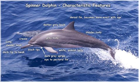 The Spinner Dolphin