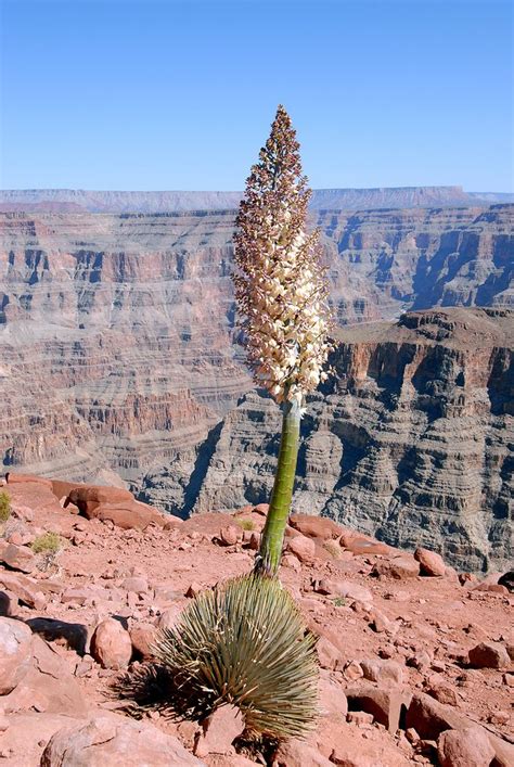 Arizona Yucca bloom | Desert plants, Yucca, Yucca plant