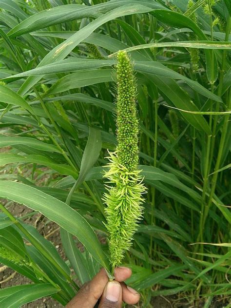 Downy Mildew of Millet | Pests & Diseases