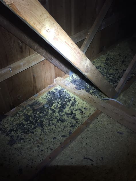 Raccoon Feces in Attic | Clean-up & Repair | Dirty Job