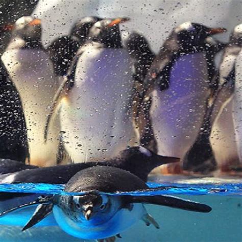 Ocean Park showcases penguin breeding programme | South China Morning Post