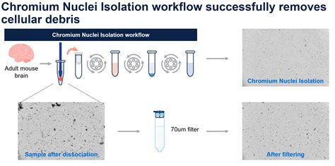 Do I need to sort to remove debris after isolating nuclei using the Chromium Nuclei Isolation ...