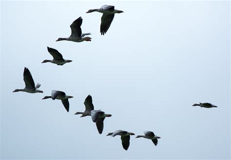 Free Images : wing, sky, fly, formation, flight, fauna, vertebrate, water bird, bird migration ...