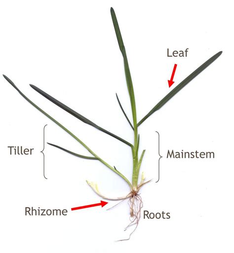 Tillers, Rhizomes, and Stolons « Seed Production