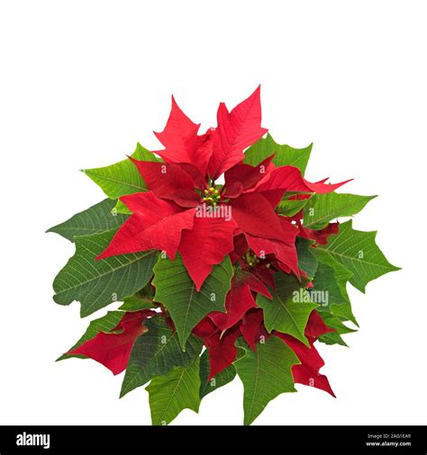 Poinsettia isolated against white background Stock Photo - Alamy